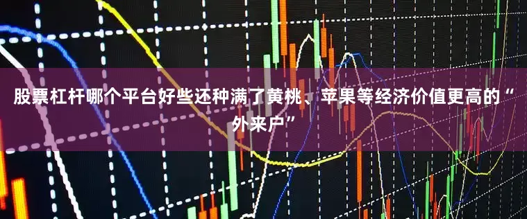 股票杠杆哪个平台好些还种满了黄桃、苹果等经济价值更高的“外来户”